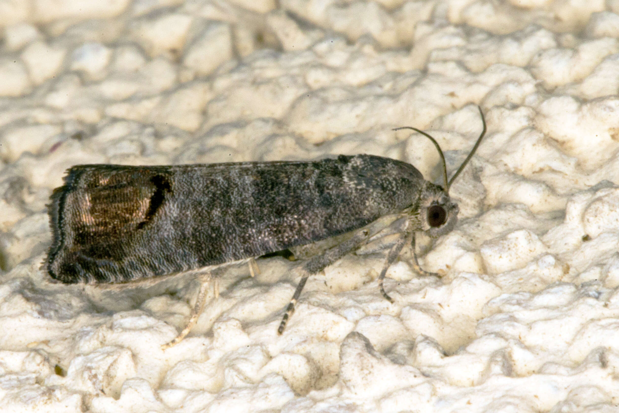 Image of codling moth