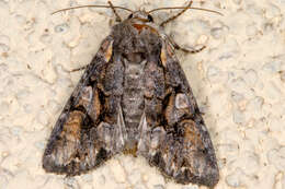 Image of Beautiful Brocade