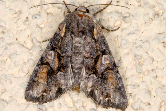 Image of Beautiful Brocade