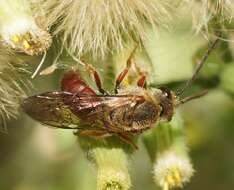 Image of Lasioglossum sulthicum (Smith 1853)