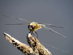 Image of Four-spotted Chaser