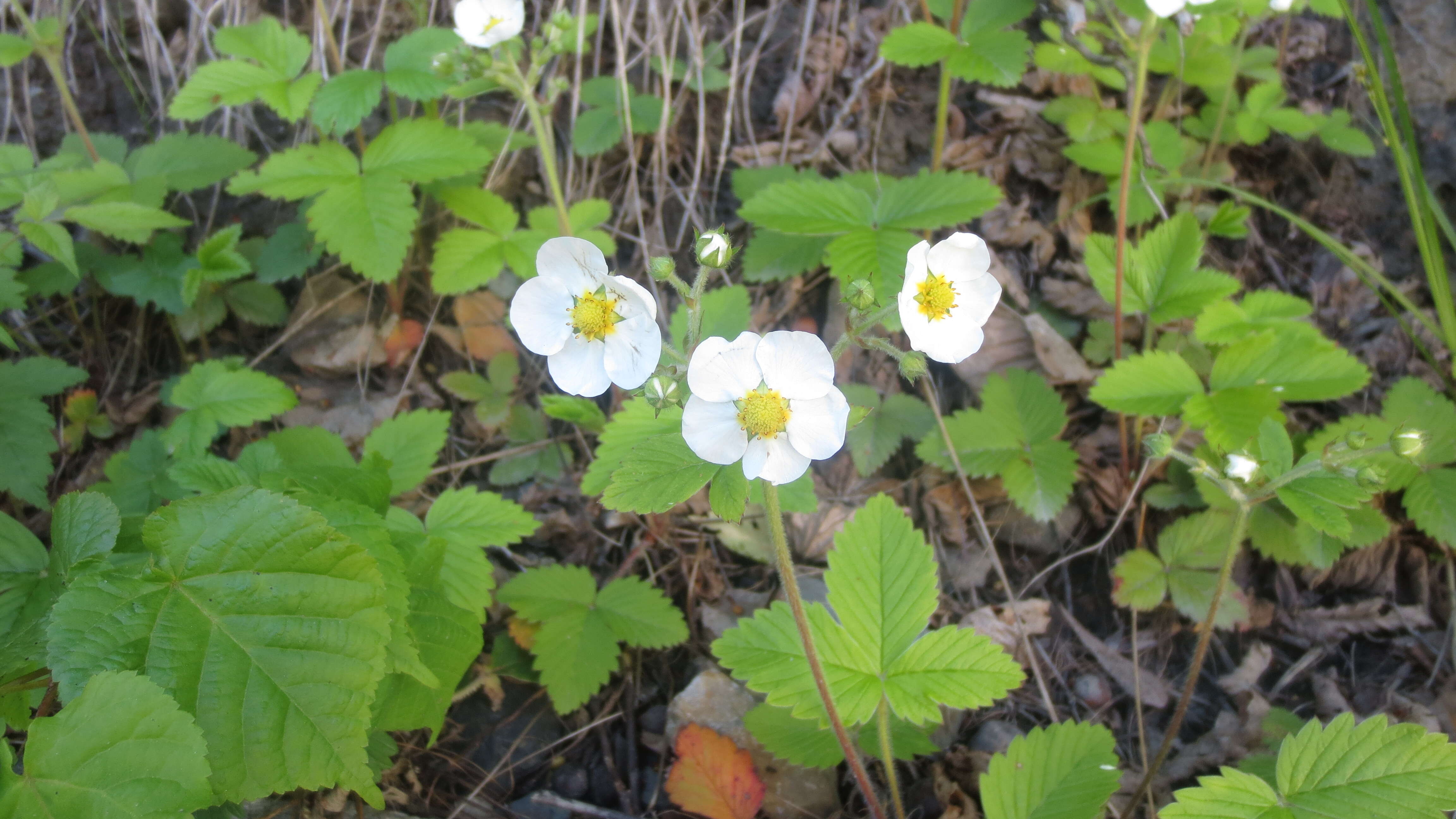 Image of Hautbois Strawberry