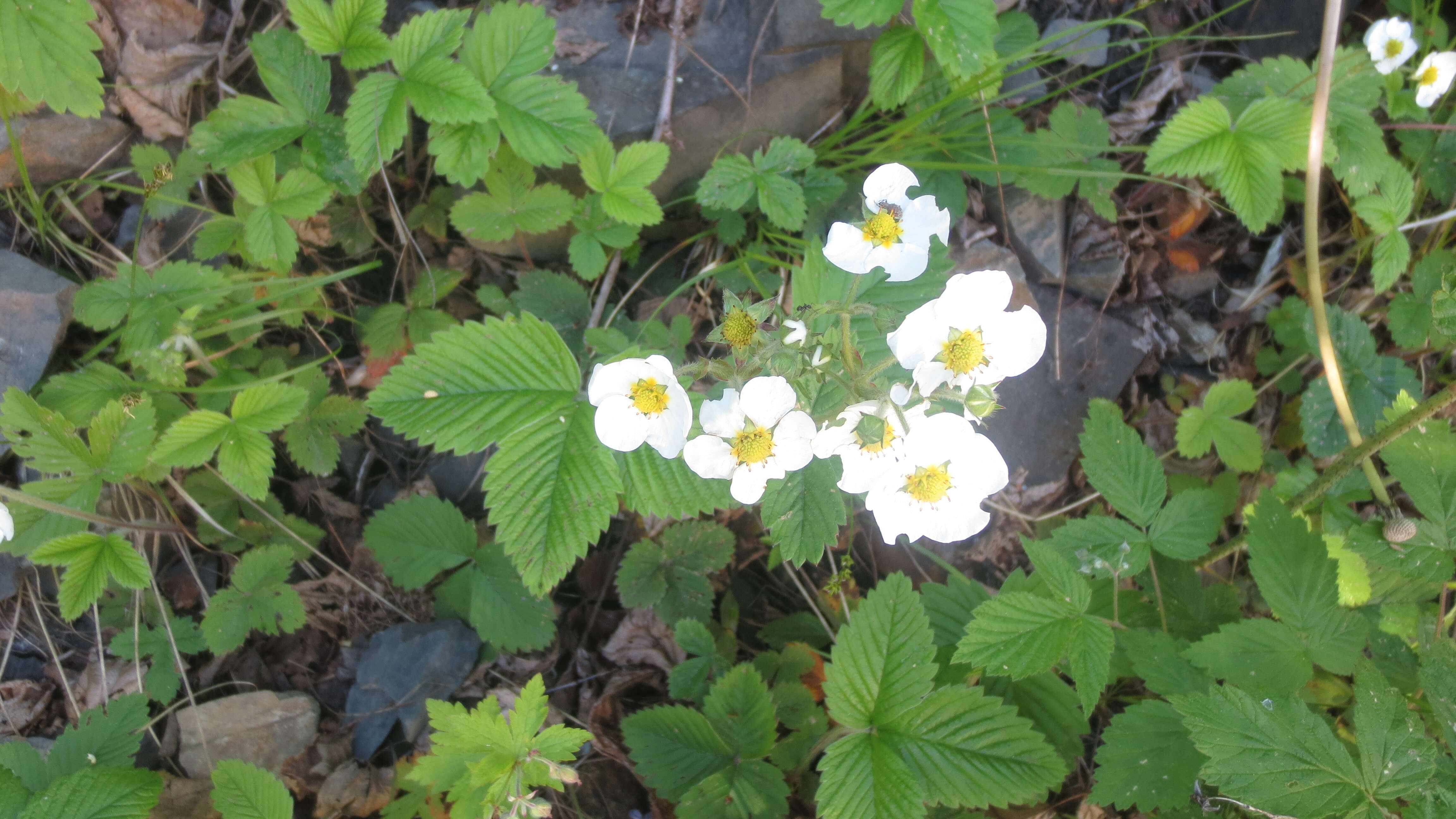 Image of Hautbois Strawberry