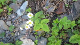 Image of Hautbois Strawberry