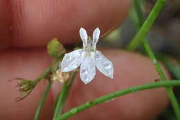 Image of pale lobelia