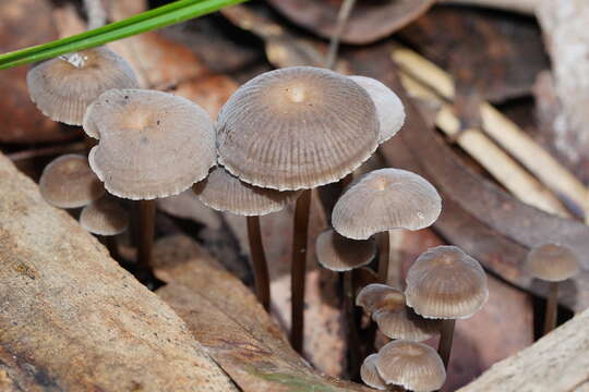 Image of Mycena mijoi Grgur. 2003