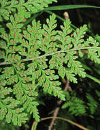 Image of mountain bladderfern