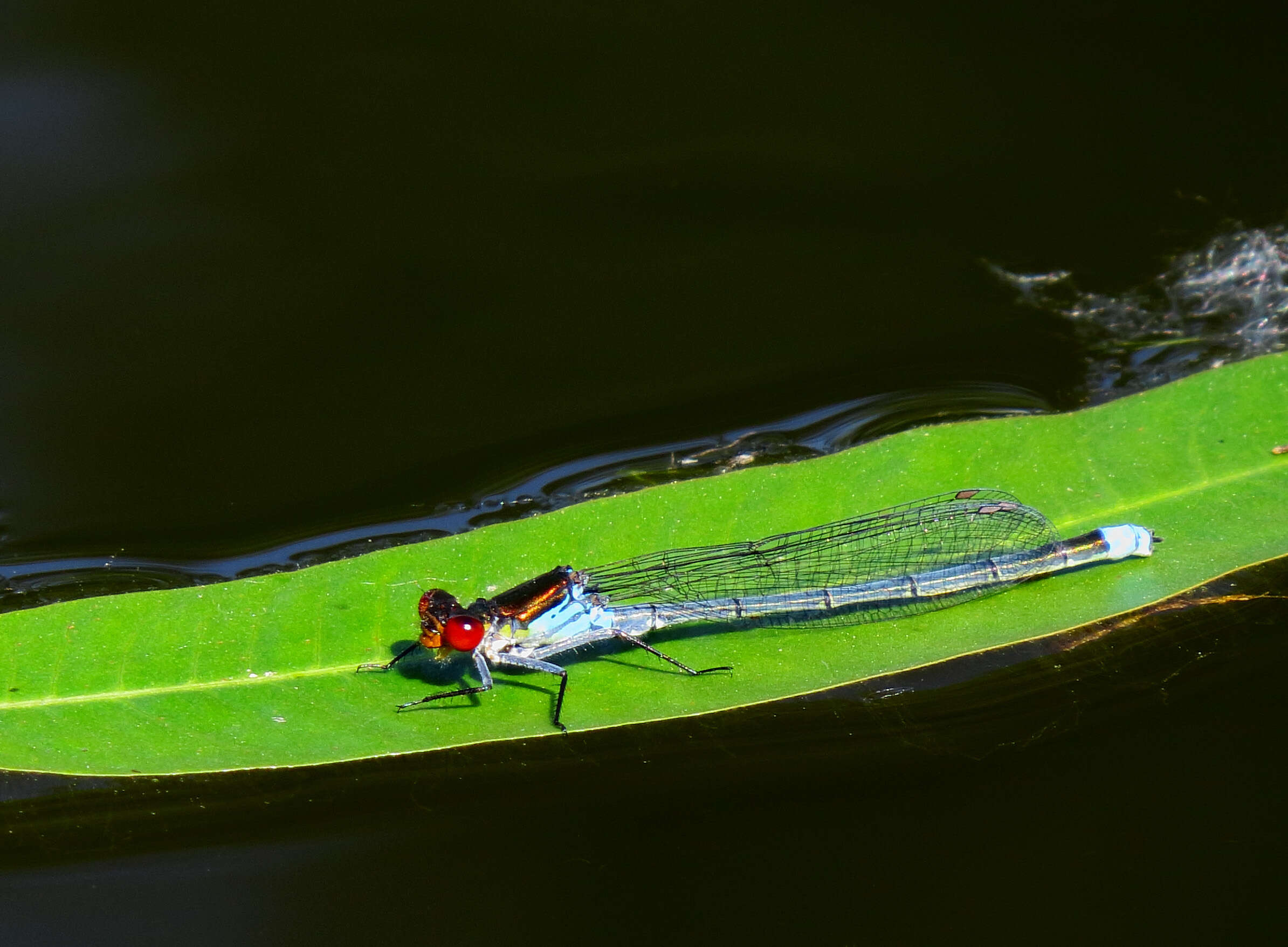 Image de agrion aux yeux rouges