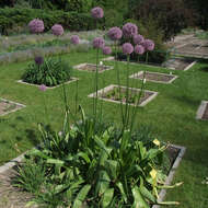 Image of Allium giganteum Regel