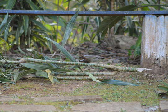 Image of Crescent-chested Puffbird