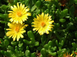 Image of delosperma