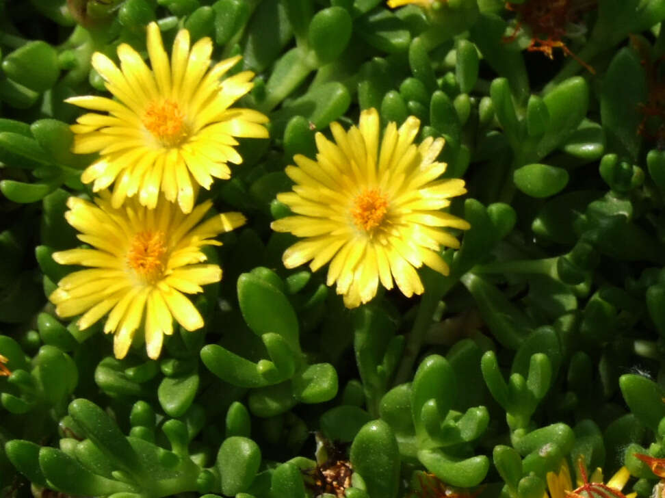 Image of delosperma