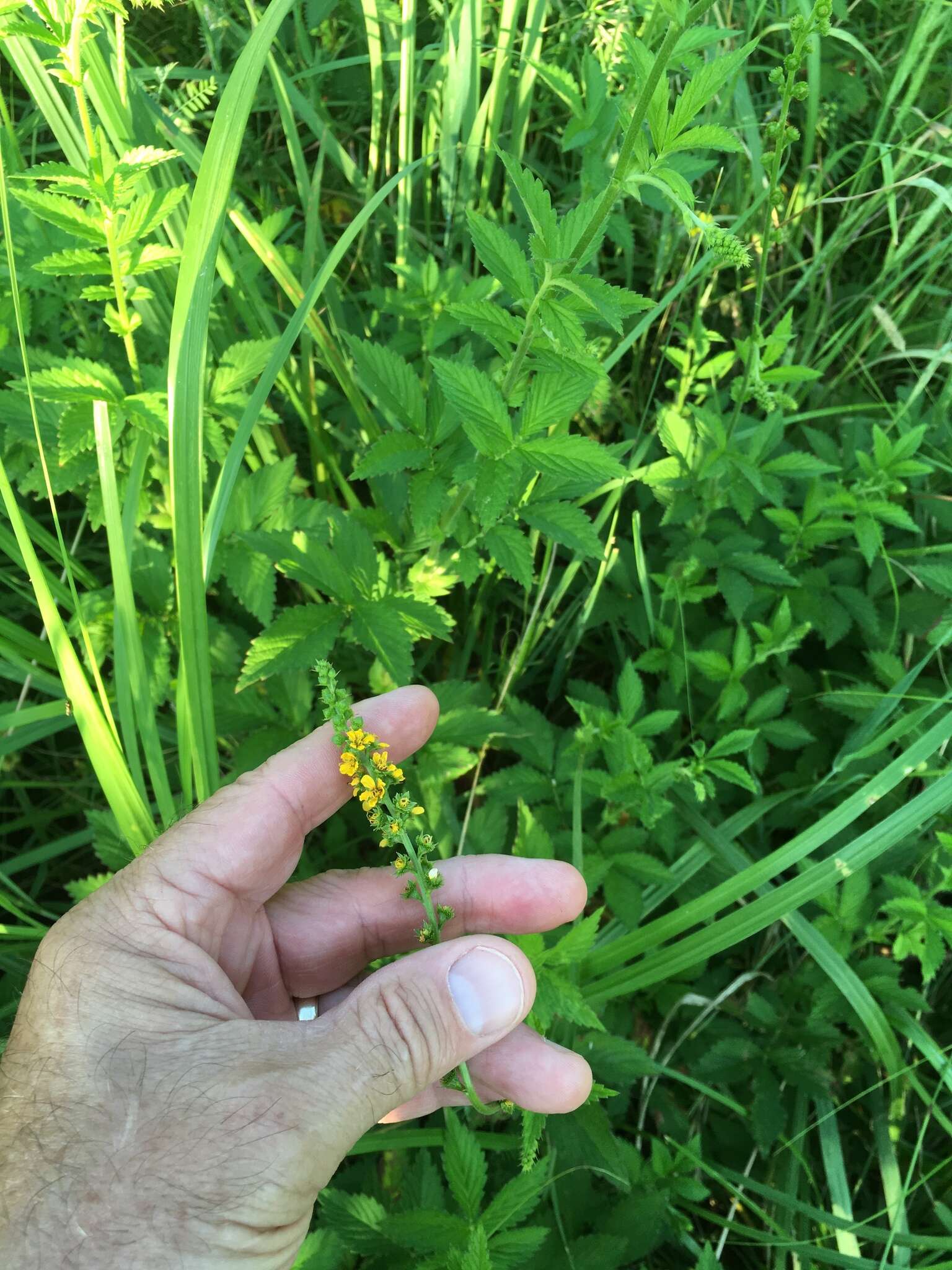 Plancia ëd Agrimonia striata Michx.