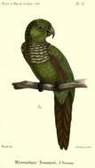 Image of Maroon-tailed Parakeet