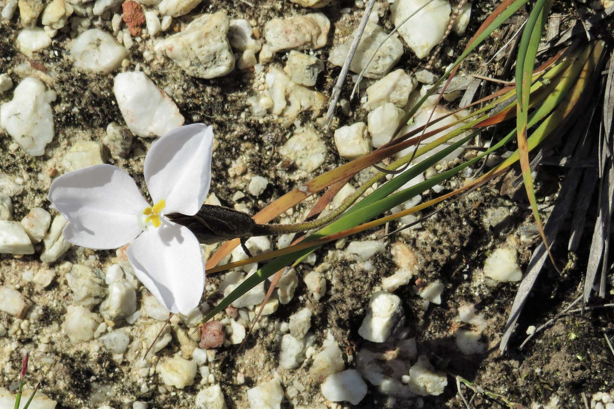 Image of Patersonia sericea var. sericea