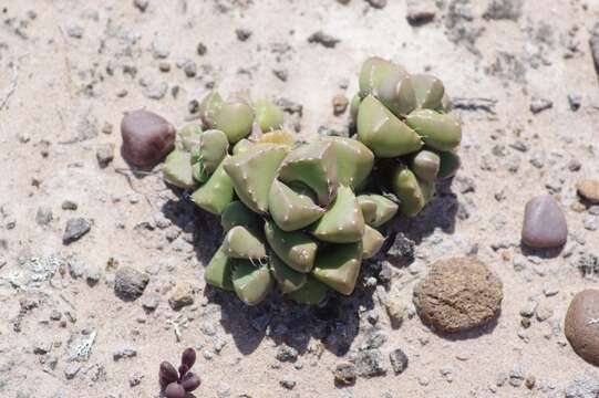 Faucaria subintegra L. Bol. resmi