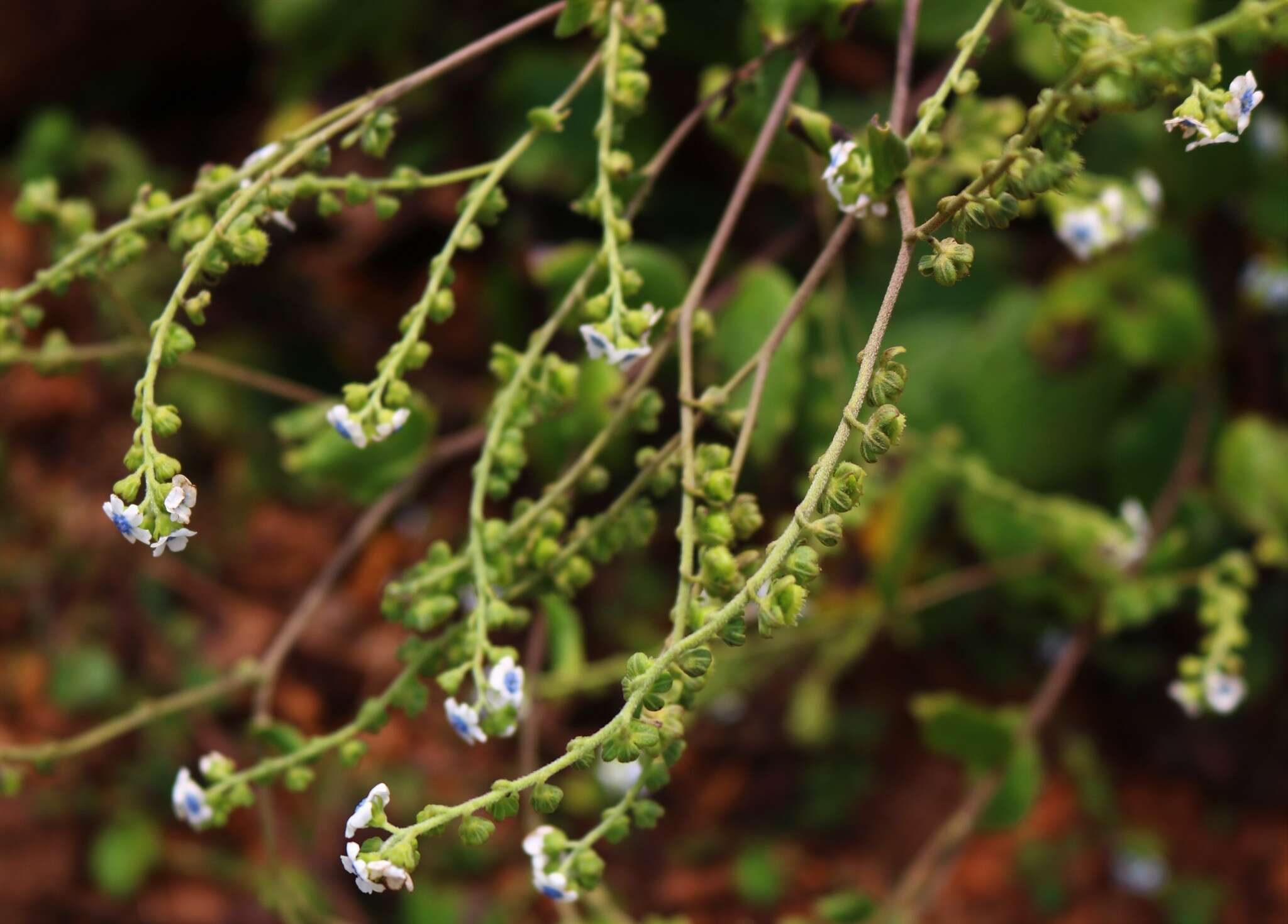 Image of Cynoglossum coelestinum Lindl.