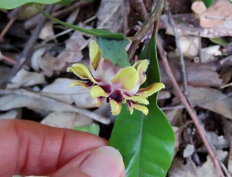 Image of Eupomatia bennettii F. Müll.