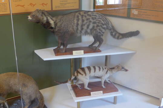 Image of banded palm civet