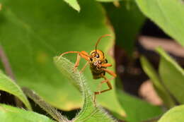 Image of Chlorophorus quinquefasciatus (Castelnau & Gory 1841)