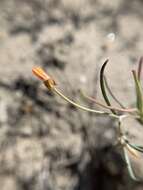 Image of Kern River evening primrose