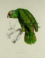 Image of Hispaniolan Conure