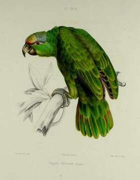 Image of Hispaniolan Conure