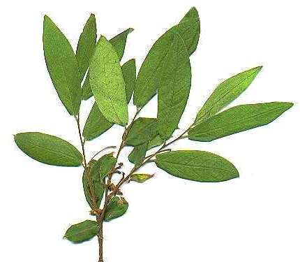 Image of Combretum edwardsii Exell