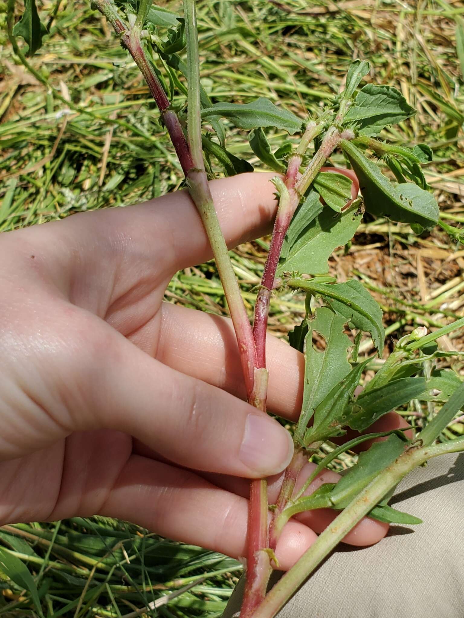 Image of Oxygonum alatum Burch.