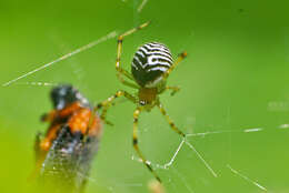 Image of Theridion zonulatum Thorell 1890