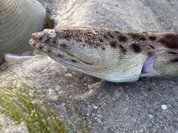 Image of Spotted Spoon-nose Eel