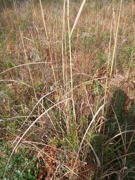 Image of Silver Plume Grass