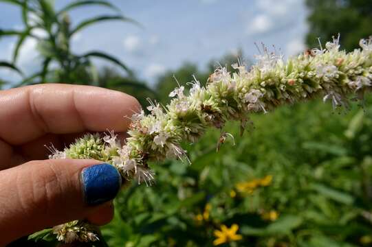 Image of purple giant hyssop