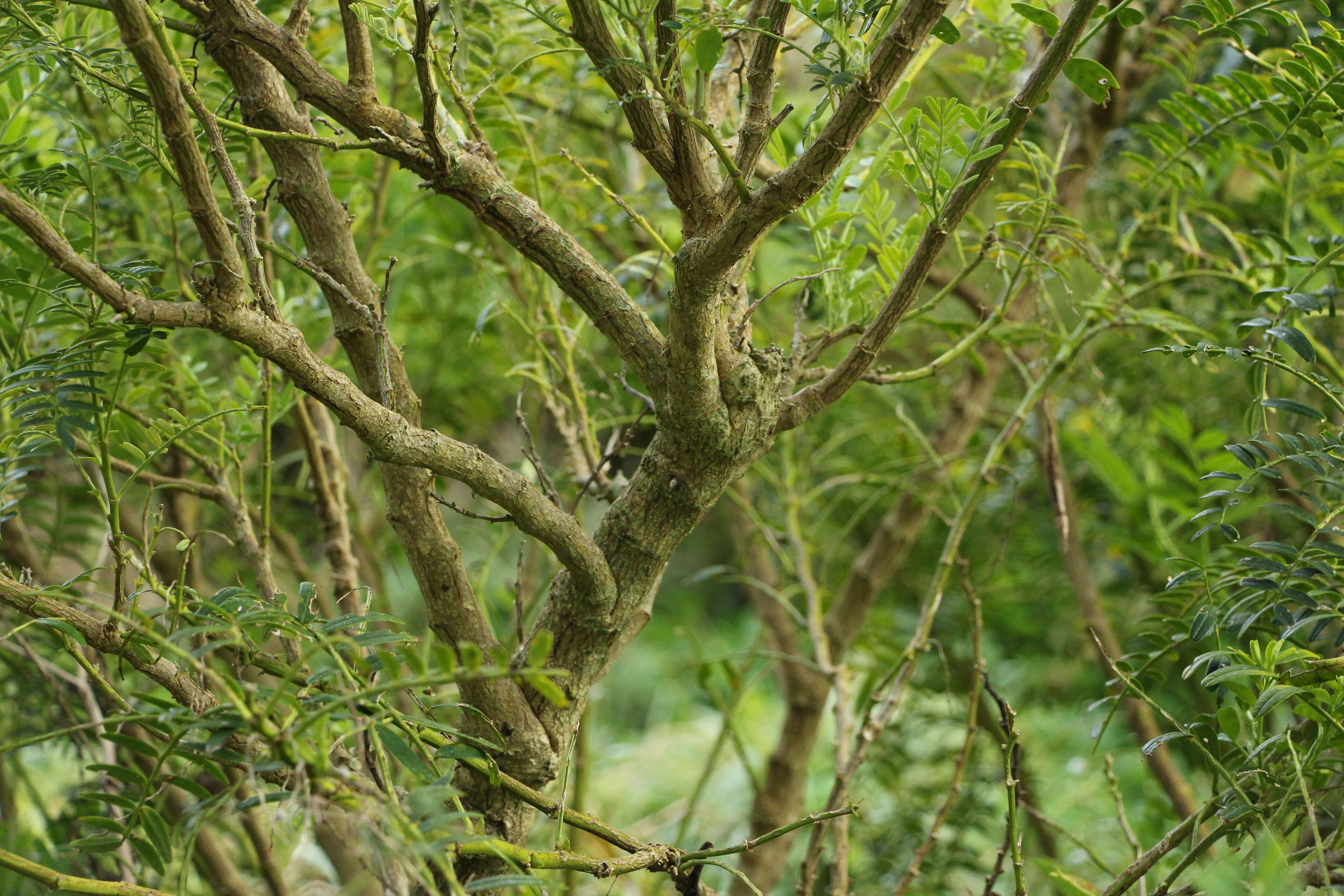 Image of Clianthus maximus