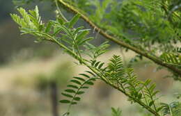 Слика од Clianthus maximus