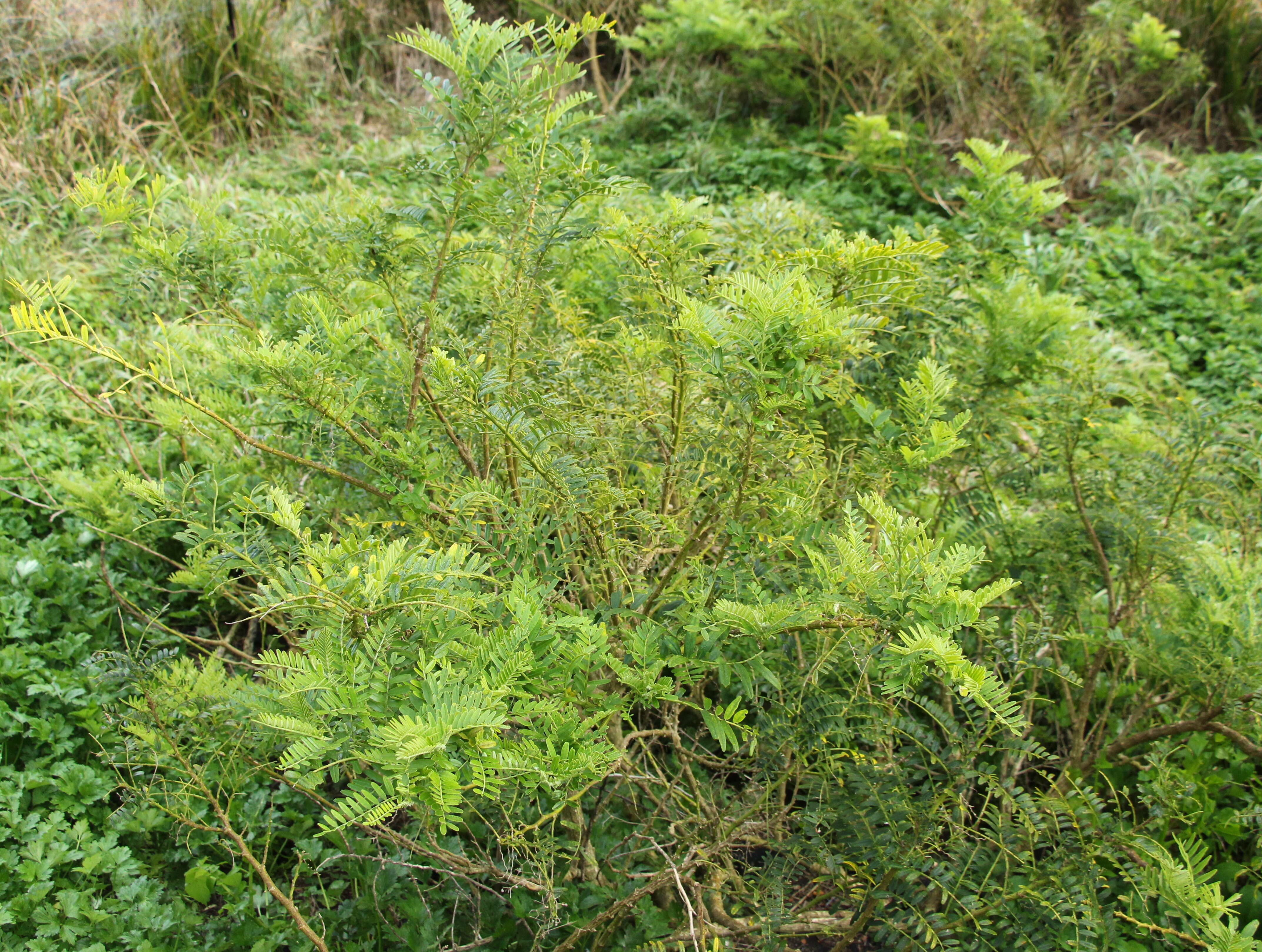 Image of Clianthus maximus