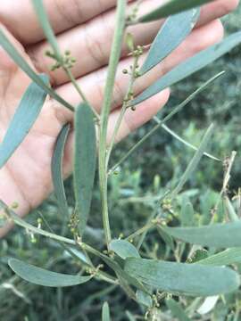 Acacia redolens Maslin resmi