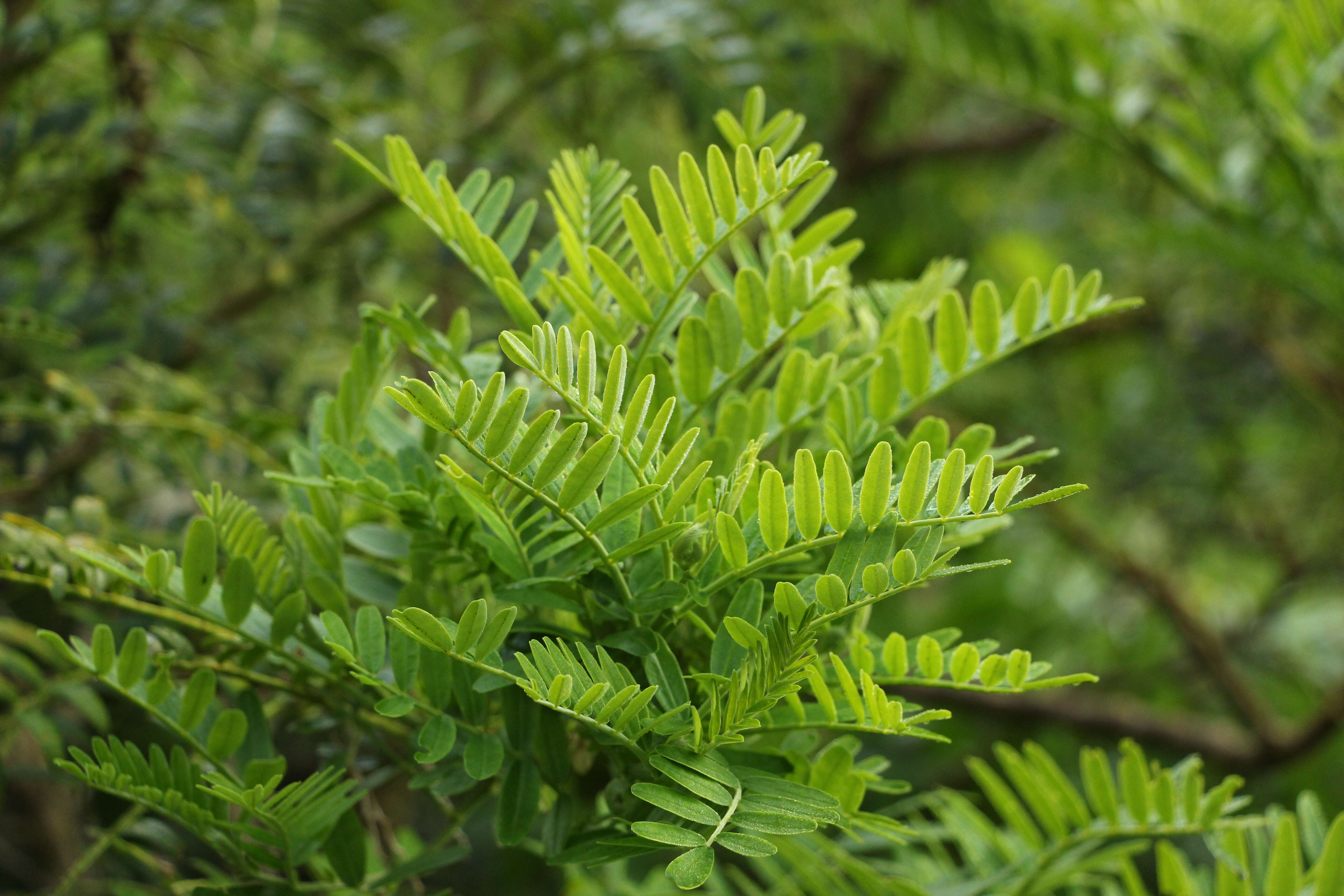 Слика од Clianthus maximus