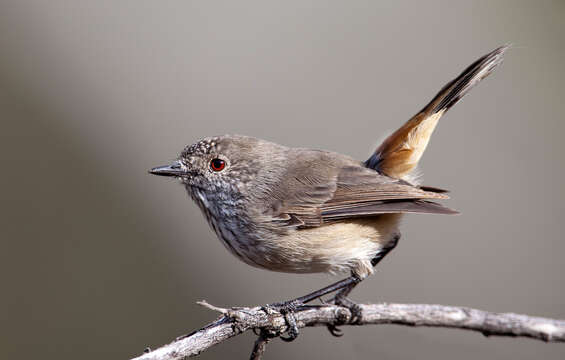 Image of Inland Thornbill