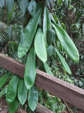 Image of Rhaphidophora australasica F. M. Bailey