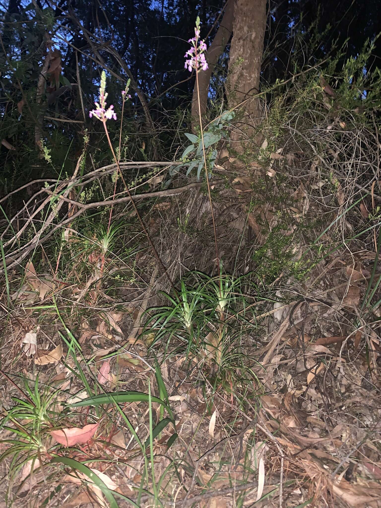 Image de Stylidium productum M. M. Hindmarsh & D. F. Blaxell