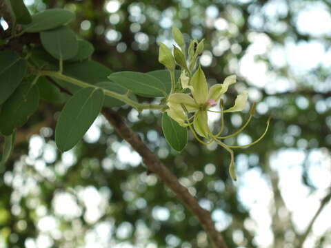 Image of Cadaba fruticosa (L.) Druce