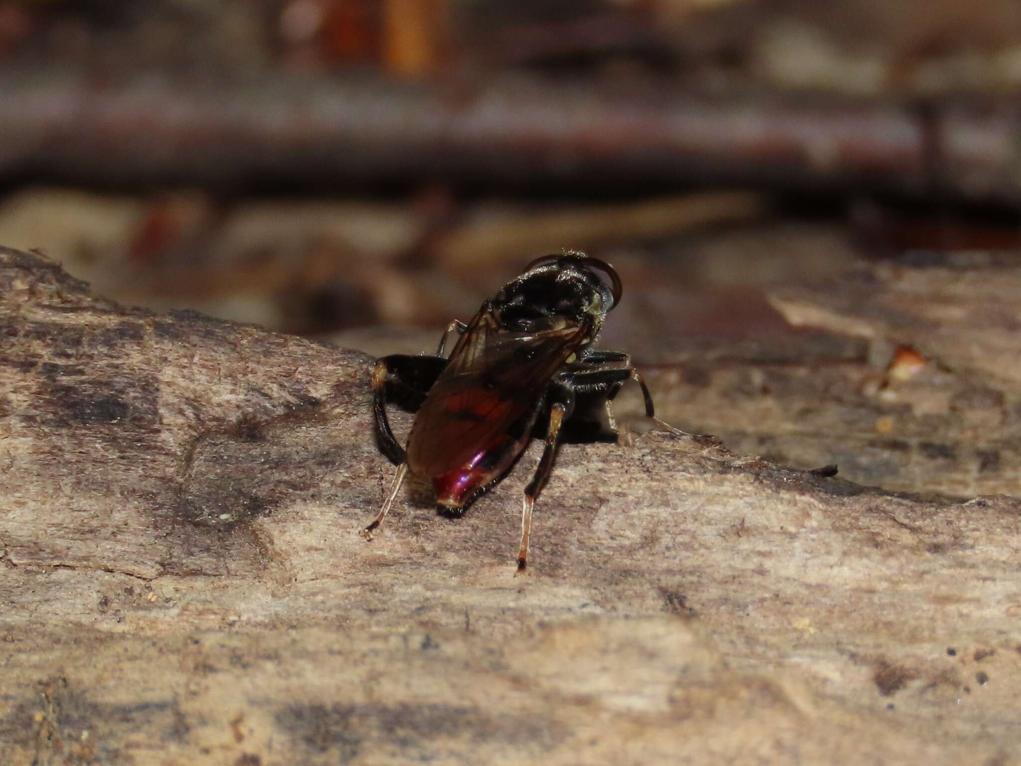 Image of Chalcosyrphus libo (Walker 1849)