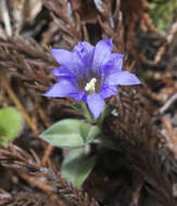 Image of Gentiana zollingeri Fawcett