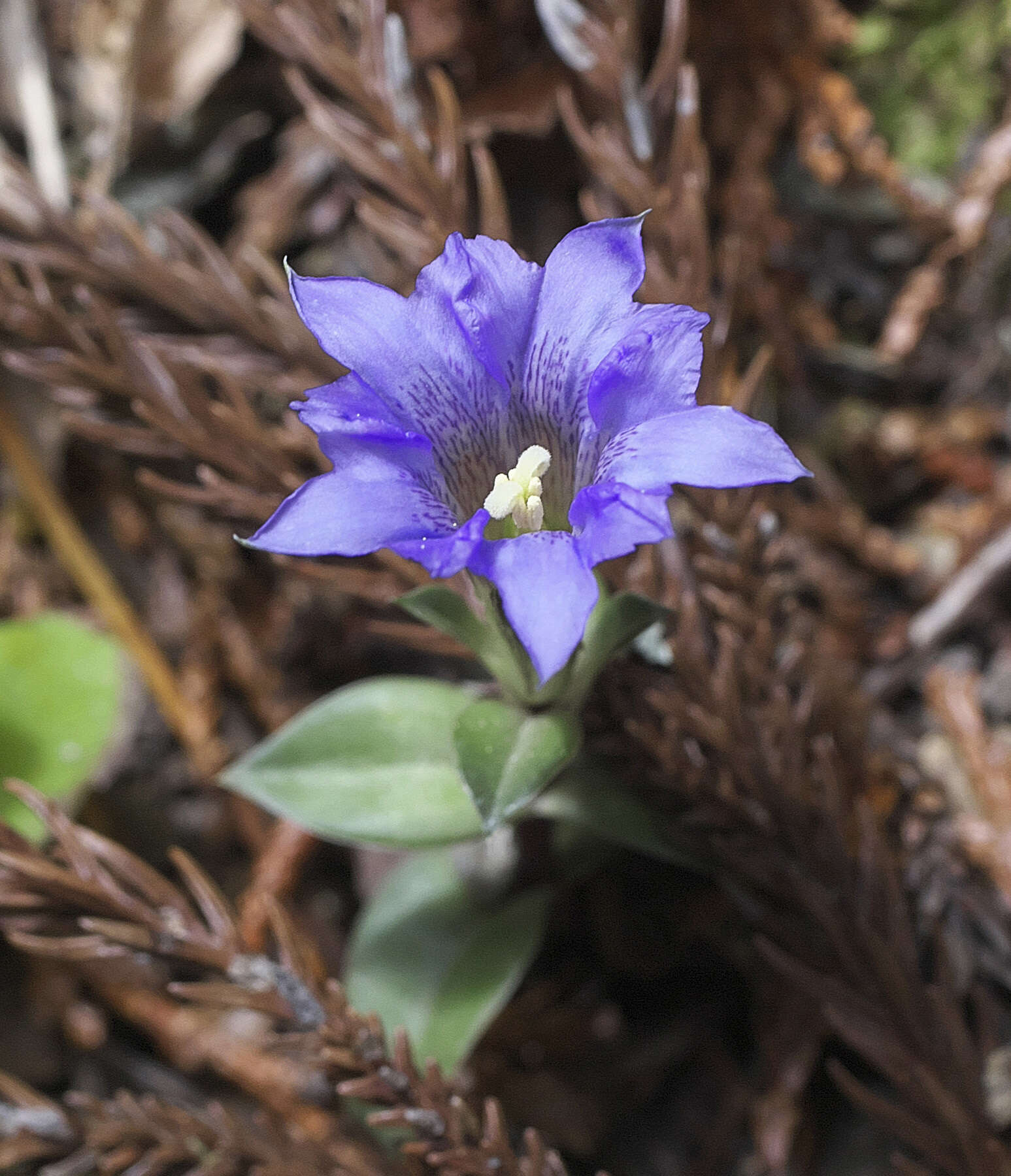 Image of Gentiana zollingeri Fawcett