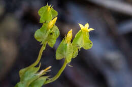 Image of Sebaea micrantha var. micrantha