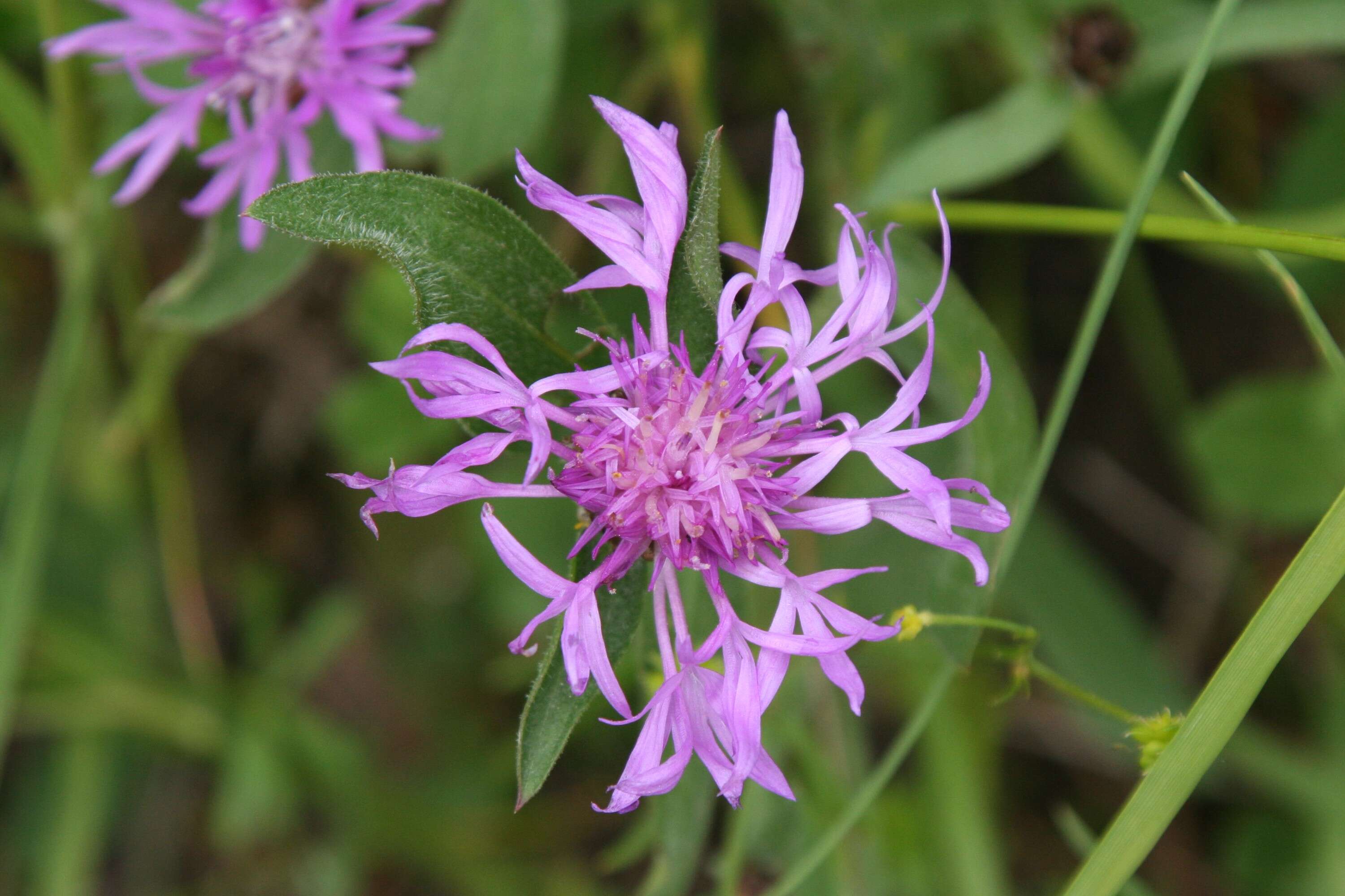 Image of brown knapweed