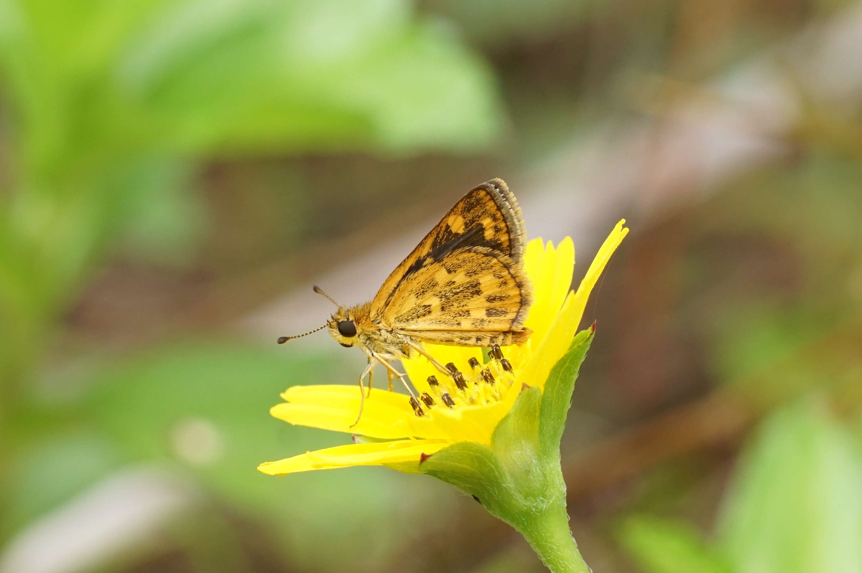 Imagem de Taractrocera ceramas Hewitson 1868