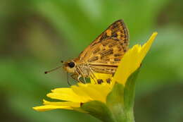 Image of Tamil grass dart