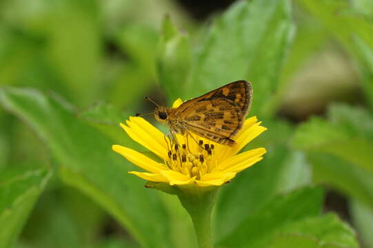 Image of Tamil grass dart